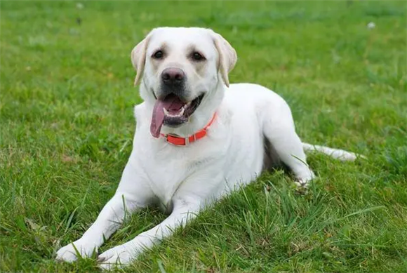 拉布拉多犬舍在哪里