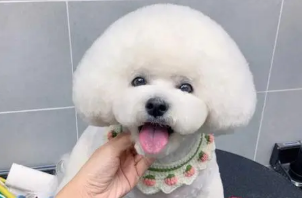 宠物美容相关的英语术语？