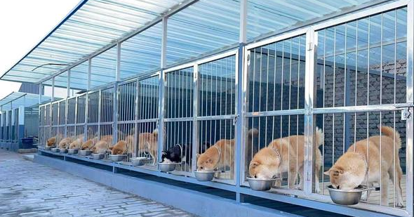 苏州哪里有犬舍