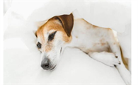 犬猫为什么会肾衰竭?是否能治疗好