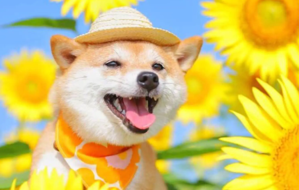 柴犬吃什么？柴犬可以吃的食物居然这么多？