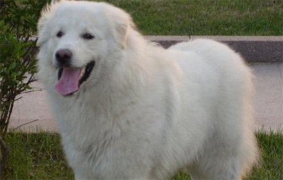 大白熊犬如何喂养?幼犬喝牛奶容易引起拉稀
