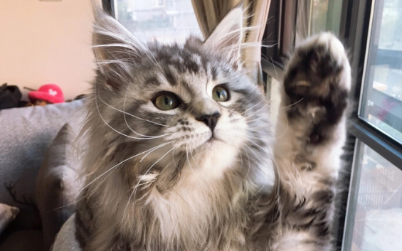 国内十大顶级缅因猫猫舍