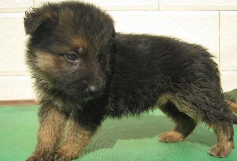 附近个人出售德牧幼犬