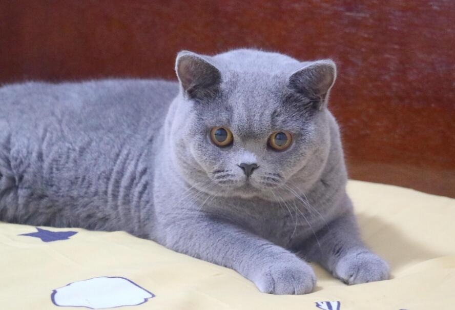 猫舍买一只猫多少钱
