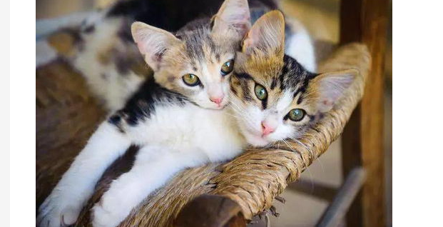 猫咪有点拉肚子怎么办?猫有些拉肚子怎么办? 猫咪有点拉肚子怎么办?猫有些拉肚子怎么办?