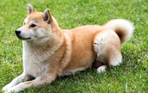 柴犬鼻子干，柴犬鼻子干原来是这么回事？