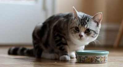 猫咪挑食怎么办3点解决？