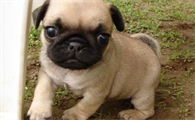 500元的巴哥犬