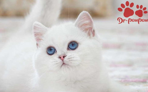 猫咪发烧怎么办?怎样退烧快? 猫咪发烧怎么办?怎样退烧快?
