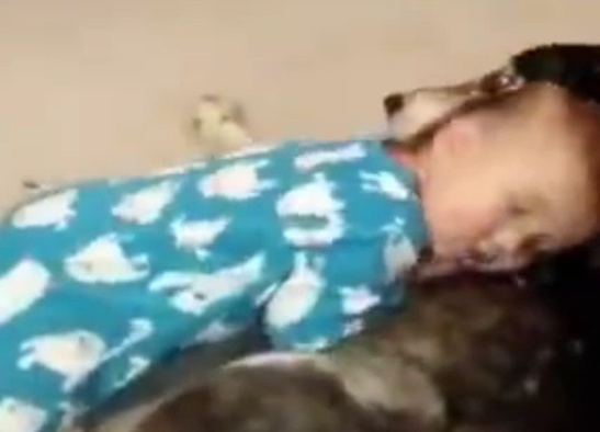 小宝宝犯困把哈士奇给推倒了,结果二哈的反应特别暖心 小宝宝犯困把哈士奇给推倒了,结果二哈的反应特别暖心