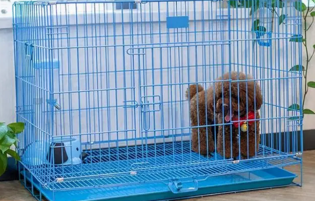 泰迪需要狗笼子吗