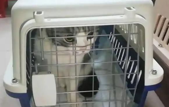 宠物猫高铁托运价格 宠物猫高铁托运价格