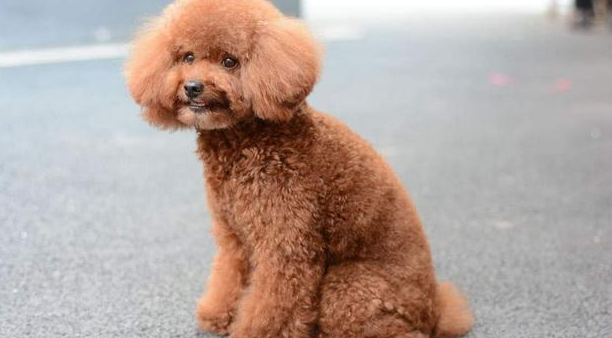 泰迪犬幼崽怎么样喂养好