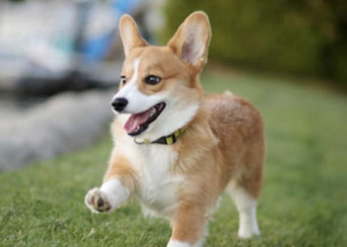 柯基犬的性格是怎么样的好不好