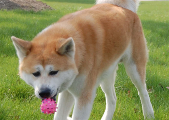 秋田犬鉴别的方法有哪些？
