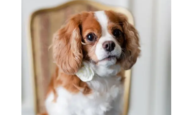 可卡犬的形态特征、生活习性和繁殖？