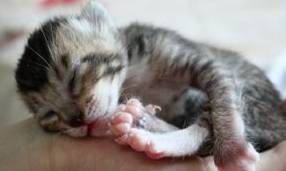 刚出生小猫拉稀怎么办？来看看吧