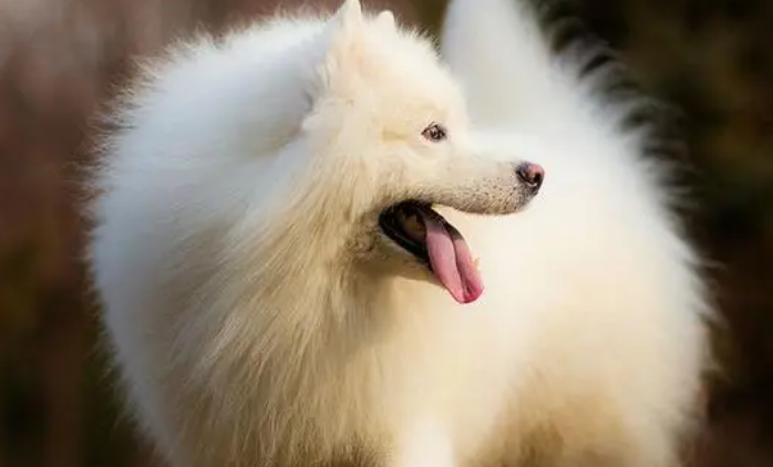 选购时如何观察萨摩耶犬是否健康? 选购时如何观察萨摩耶犬是否健康?