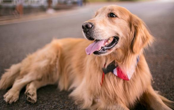 什么样的人适合养金毛犬呢