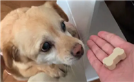 谷珀宠物钙片怎么吃