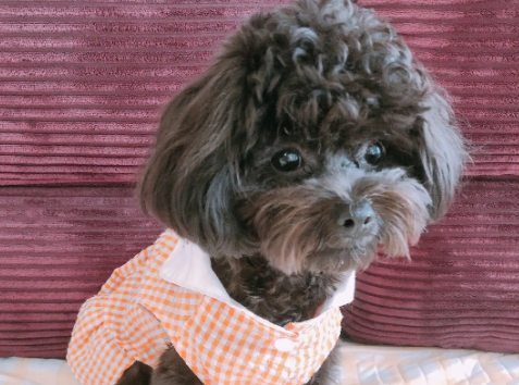 什么颜色的泰迪犬最贵 什么颜色的泰迪犬最贵