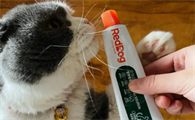 猫咪用什么化毛膏比较好