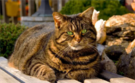 虎斑猫为什么不吉利