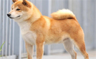 柴犬不听话怎么办？柴犬不听话这样一招就可以搞定！