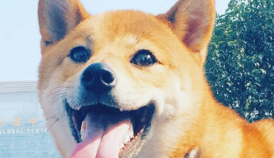 柴犬吃什么天然粮 柴犬吃天然粮的好处 柴犬吃什么天然粮 柴犬吃天然粮的好处