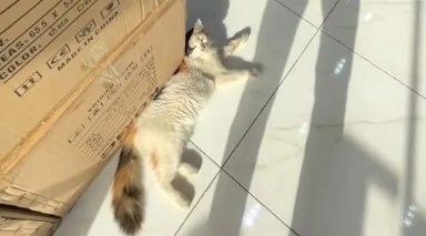 那只因为高温，倒在路边一动不动的小猫，去喵星前遇到了好心人