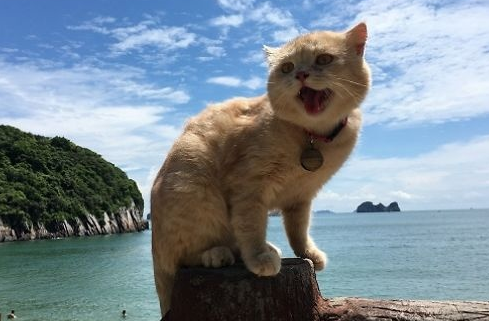 猫妈性格不好,怎样让生的猫宝宝性格好? 猫妈性格不好,怎样让生的猫宝宝性格好?