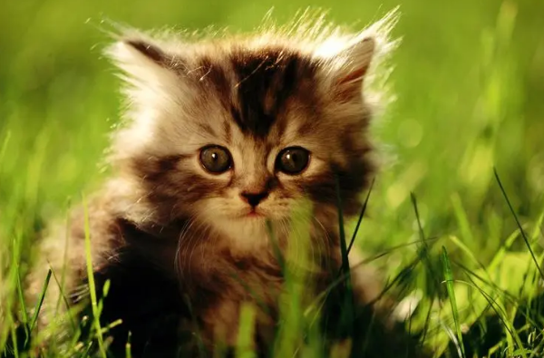 猫干呕一抽一抽的是怎么了