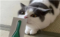 宠物猫驱虫用什么药