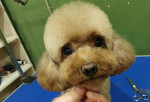 森美宠物在哪里
