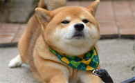 柴犬吃什么品牌狗粮好？怎么给柴犬选择合适的狗粮？