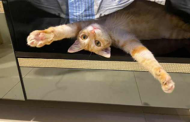 橘猫没出门却意外怀孕,主人摸到胎动后满头问号:这是啥情况? 橘猫没出门却意外怀孕,主人摸到胎动后满头问号:这是啥情况?