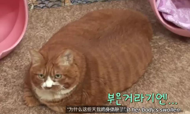 猫咪瘦身记:18岁的高龄橘猫胖成猪,几天后减肥就颇见成效 猫咪瘦身记:18岁的高龄橘猫胖成猪,几天后减肥就颇见成效