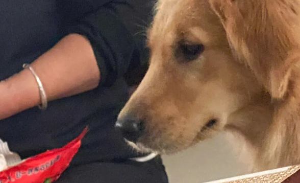 金毛肚子一直叫怎么办? 金毛肚子一直叫怎么办?