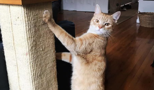 如何引导猫咪不抓家具? 如何引导猫咪不抓家具?