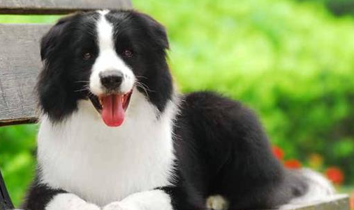 边境牧羊犬为什么肉垫会开裂？铲屎官千万不要忽视！