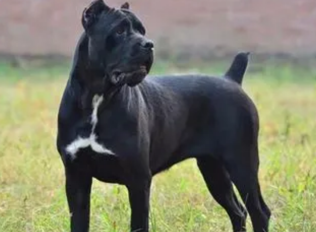 卡斯罗多大算成年犬