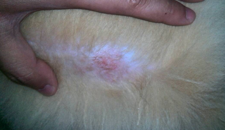 狗狗皮肤病的症状 狗狗皮肤病怎么治？