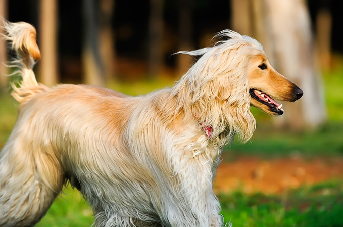 阿富汗猎犬别名？阿富汗猎犬又名喀布尔犬