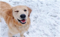 为什么狗狗喜欢下雪天洗澡呢