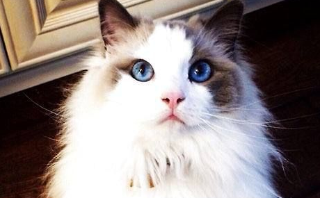 布偶猫眼睛变色?布偶猫眼睛颜色变了原来这么多原因 布偶猫眼睛变色?布偶猫眼睛颜色变了原来这么多原因
