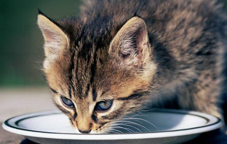 猫拉稀怎么办?用什么药? 猫拉稀怎么办?用什么药?