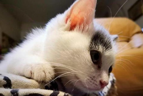 发情后的猫咪不吃饭怎么办?怎么解决? 发情后的猫咪不吃饭怎么办?怎么解决?