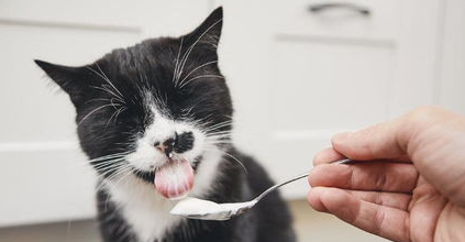 自制猫饭猫不吃怎么办？