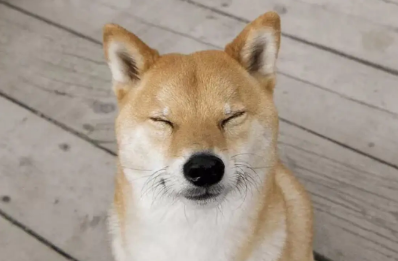 柴犬尾巴黑毛多久能退？如何加快退除黑毛的速度呢？